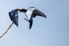 Wire tailed swallow @kannur