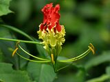 National flower (Gloriosa superba)