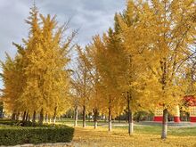 File:HUEB in Fall.jpg