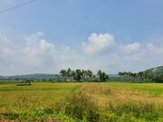 Raia view
