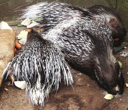 Indian porcupine