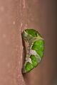 Prepupa