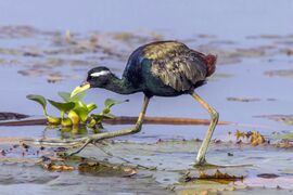 Bronze-winged jacana (Metopidius indicus)