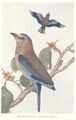 Indian roller
