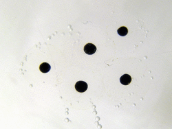 Frog spawn development