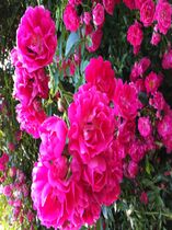 Rambler rose