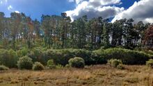 Pinus radiata in Australia, where it was introduced in the late 19th century.