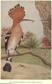 Hoopoe