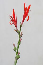 Flowers and capsules