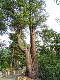 Older tree in India