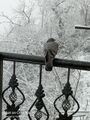 The Shimla Snow