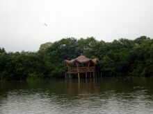 File:Mangroves park pappinisseri13.JPG