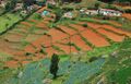 Vegetable plantation