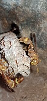 File:Ropalidia marginata nest..jpg