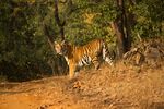 A Bengal tiger in Satpura
