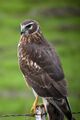 Hen harrier