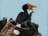 State Bird of Malaysia