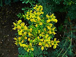 State Plant of Lithuania