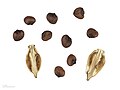 Fruit and seeds