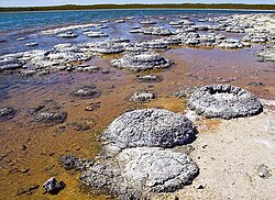 Microbe of Auralia