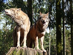State Animal of Czechoslovakia