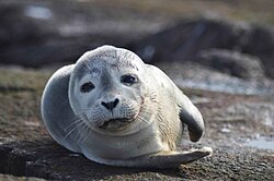 State Aquatic Marine Mammal of Mesopelagia