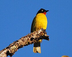 Bird of Konkani Praant (Hindustan)