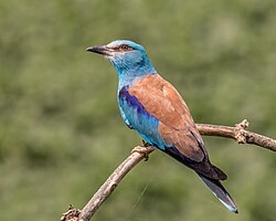 State Avifaunae Bird of Azerbaijan