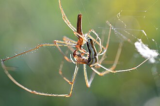 mating