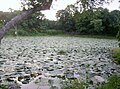 A pond of cultivated Euryale