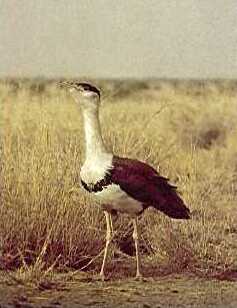 Bird of Rajputana Praant (Hindustan)