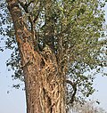 Sal trunk constricted by a ficus tree at Jayanti