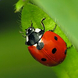 State Insect of the Finnish Republic