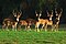 Chital