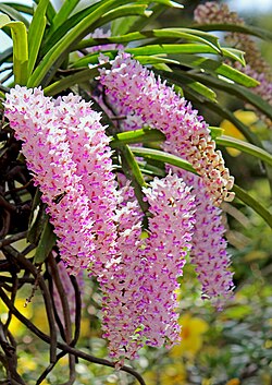 Flower of Assam Praant (Hindustan)