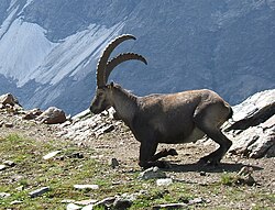 State Animal of Austria