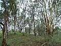 Eucalyptus forest in East Gippsland, Victoria. Mostly E. albens (white box).