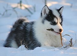 State Dog of Mesopelagia