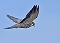 Bird of Manchurian Autonomous Region