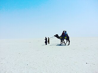 Camel ride in the Rann of Kutch