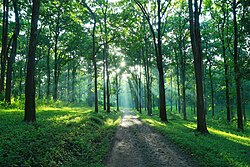 Teak forest with large foliage in Parambikulam Tiger Reserve, India