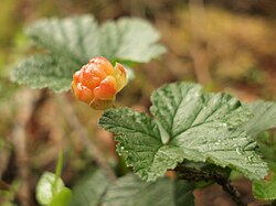 State Fruit of the Finnish Republic