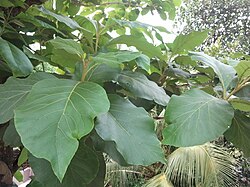 Leaves of teak in Nilambur, Kerala