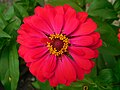 Zinnia Elegans at JNTBGRI