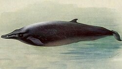 State Aquatic Marine Mammal of the Norwegian Kingdom