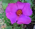 Traditional Brazilian flower