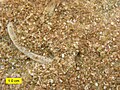 Biosparite limestone of the Brassfield Formation (Lower Silurian) near Fairborn, Ohio, U.S., showing grains mainly composed of crinoid fragments