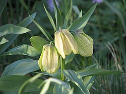 State Flower of East Türkestan