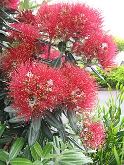 Floral Emblem of Aotearoa