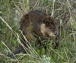 State Animal of Mesopelagia